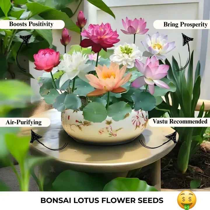 Feng Shui Bonsai Lotus Flower Seeds – Grow Peace, Beauty & Positivity at Home⭐️⭐️⭐️⭐️⭐️4.8/5 (1600+ REVIEWS)