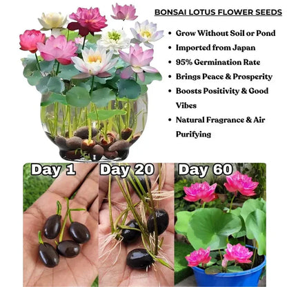 Feng Shui Bonsai Lotus Flower Seeds – Grow Peace, Beauty & Positivity at Home⭐️⭐️⭐️⭐️⭐️4.8/5 (1600+ REVIEWS)