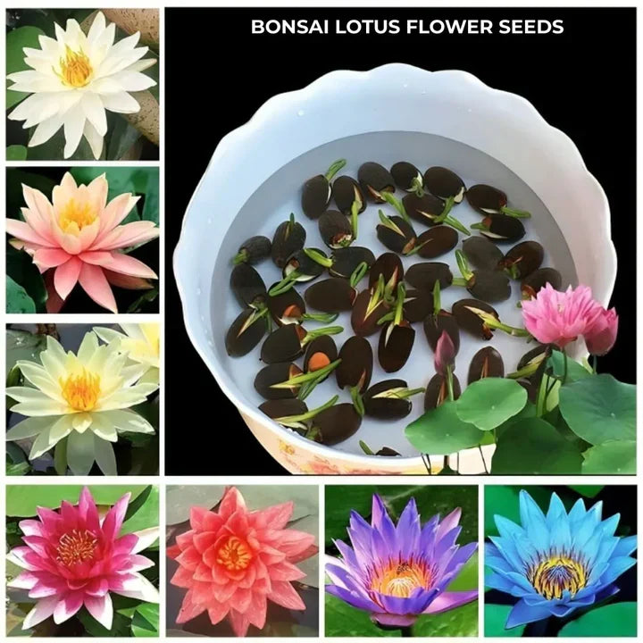 Feng Shui Bonsai Lotus Flower Seeds – Grow Peace, Beauty & Positivity at Home⭐️⭐️⭐️⭐️⭐️4.8/5 (1600+ REVIEWS)