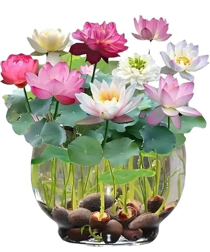 Feng Shui Bonsai Lotus Flower Seeds – Grow Peace, Beauty & Positivity at Home⭐️⭐️⭐️⭐️⭐️4.8/5 (1600+ REVIEWS)
