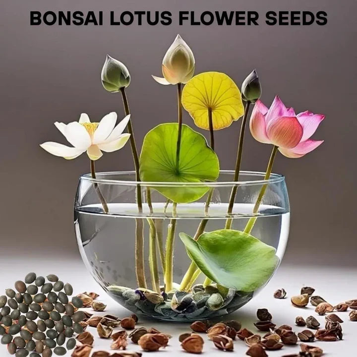 Feng Shui Bonsai Lotus Flower Seeds – Grow Peace, Beauty & Positivity at Home⭐️⭐️⭐️⭐️⭐️4.8/5 (1600+ REVIEWS)